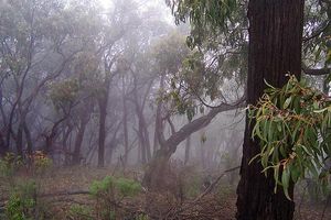 Bush in fog